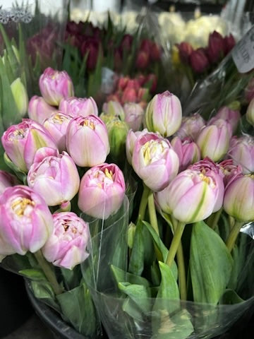 Tulip Bunch