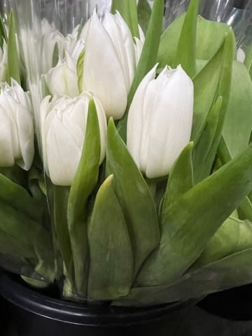 Tulip Bunch