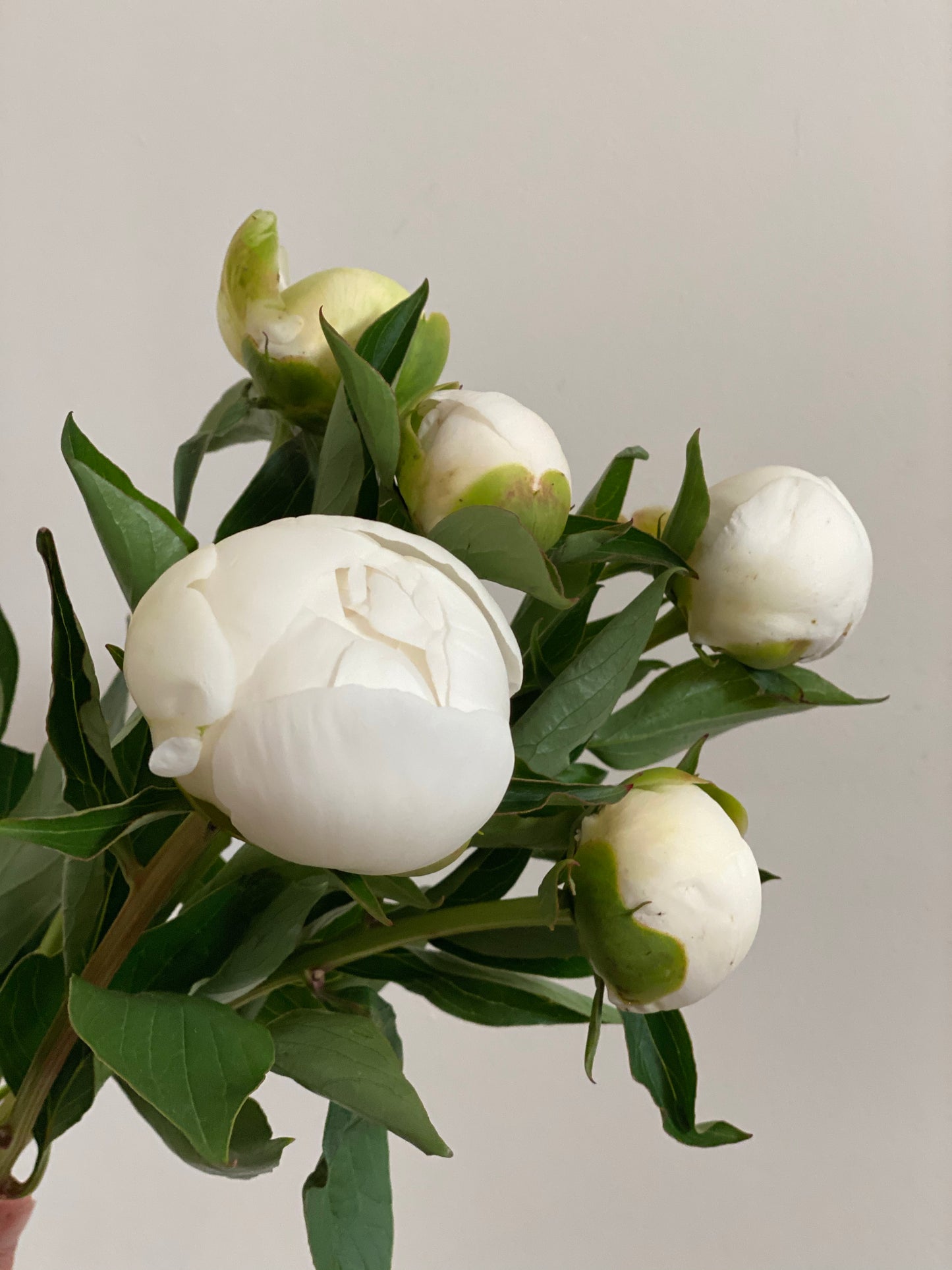 Peony Bunch