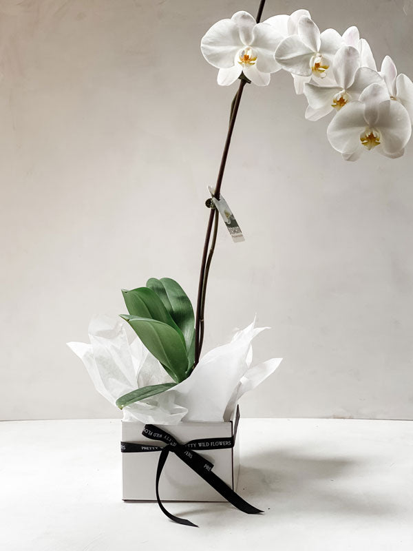 Orchid plant with pot