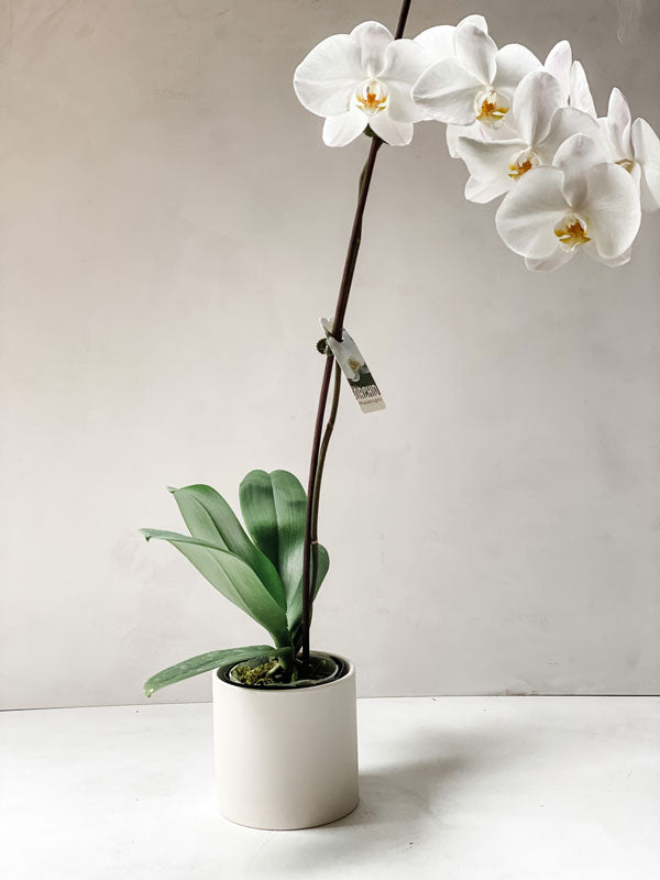 Orchid plant with pot