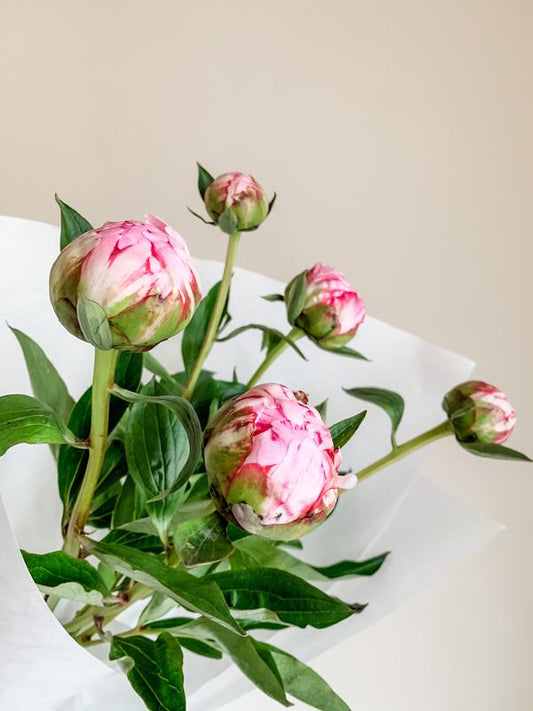 Peonies - Seasonal Blooms - Pretty Wild Flowers